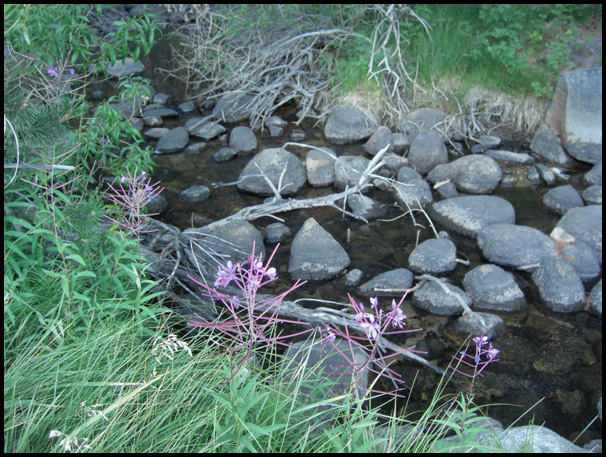 flowers by creek