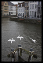 Canal Bird Sculptures