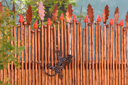 Metal Lizard on fence