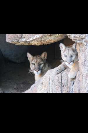 Two cats in zoo