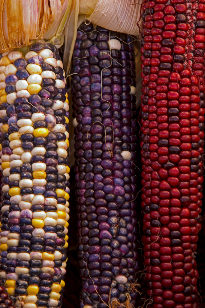 Indian Corn